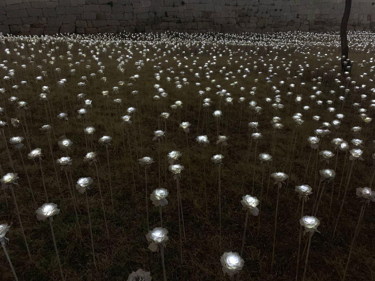 2025 Dongdaemun Night Market Visit! - Enjoy all the attractions from lively DDP night market!